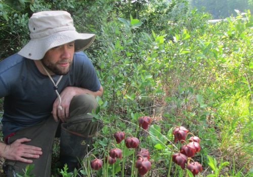 Someone looking at bog plants